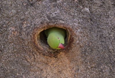 Rose-ringed Parakeet