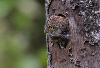 Jungle Owlet