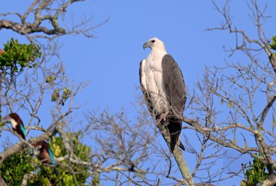 White-bellied Fish Eagle