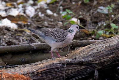 Spotted Dove