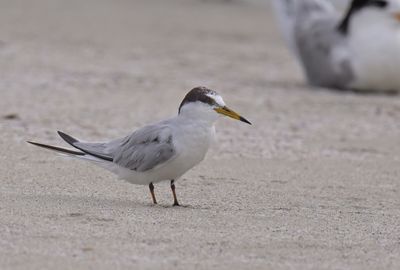 Little Tern