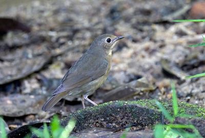 Siberian Blue Robin