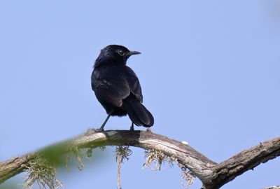 Sri Lanka Whistling Thrush