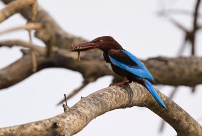 White-throated Kingfisher