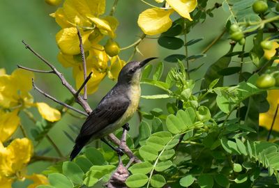 Purple Sunbird - female