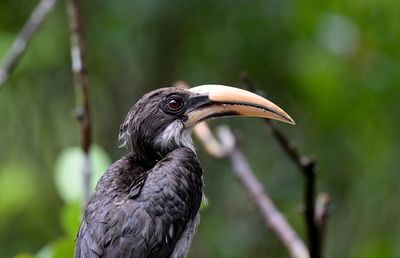Sri Lanka Grey Hornbill