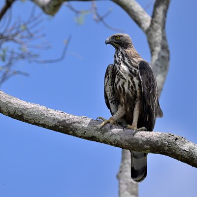 Changable Hawk Eagle