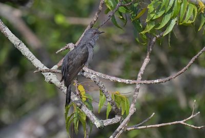 Grey-bellied Cuckoo