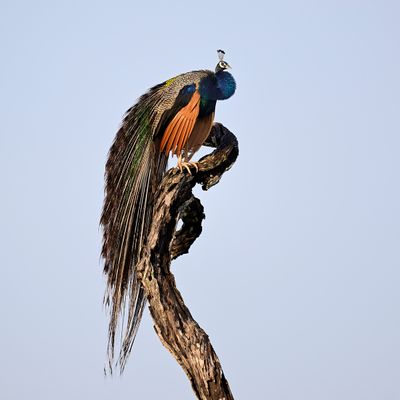 Sri Lanka 2025