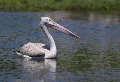 Spot-billed Pelican