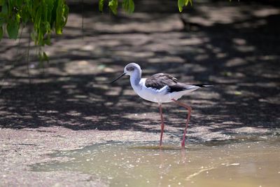 Black-winged Stilt