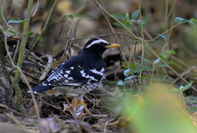 Pied Thrush