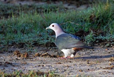 Green Imperial Pigeon