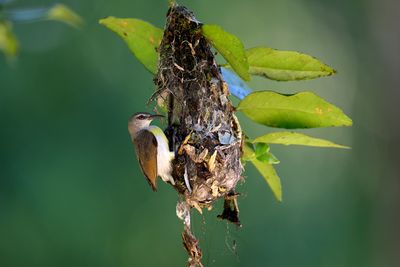 Purple-rumped Sunbird  - female at her nest