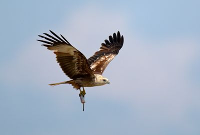 White-bellied Fish Eagle - juvenile