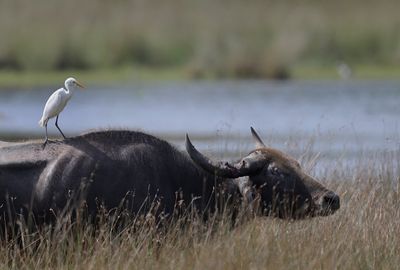 Cattl Egret