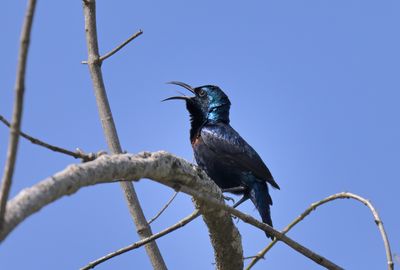 Long-billed Sunbird