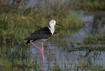 Black-winged Stilt
