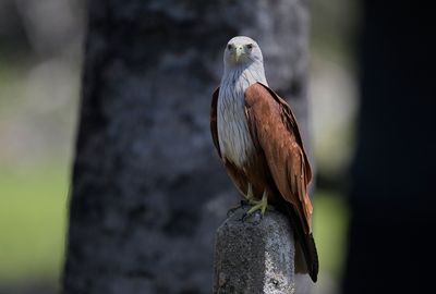Brahminy Kite