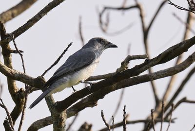 Plaintive Cuckoo