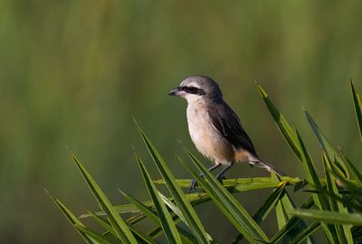 Sri Lanka Woodshrike