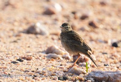 Blyth's Pipit ?