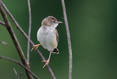 Zitting Cisticola