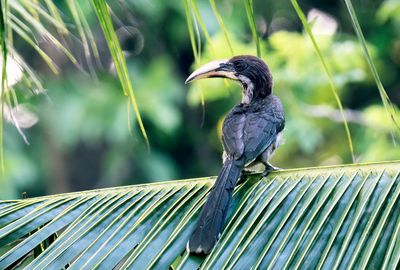 Sri Lanka Grey Hornbill