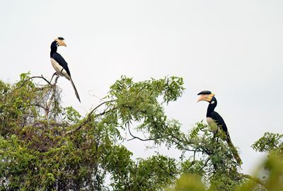 Malabar Pied Hornbill