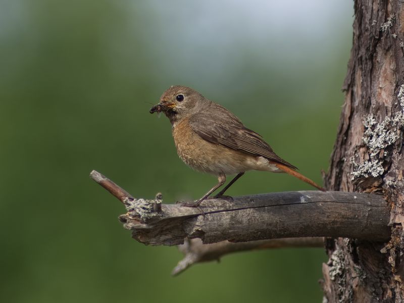 Phoenicurus phoenicurus / Rödstjärt, hona