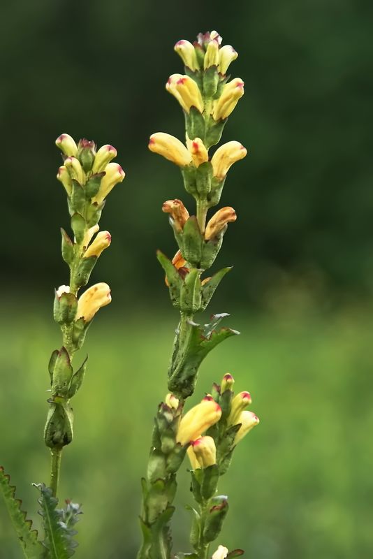 Kung Karls spira / Pedicularis sceptrum-carolinum L.