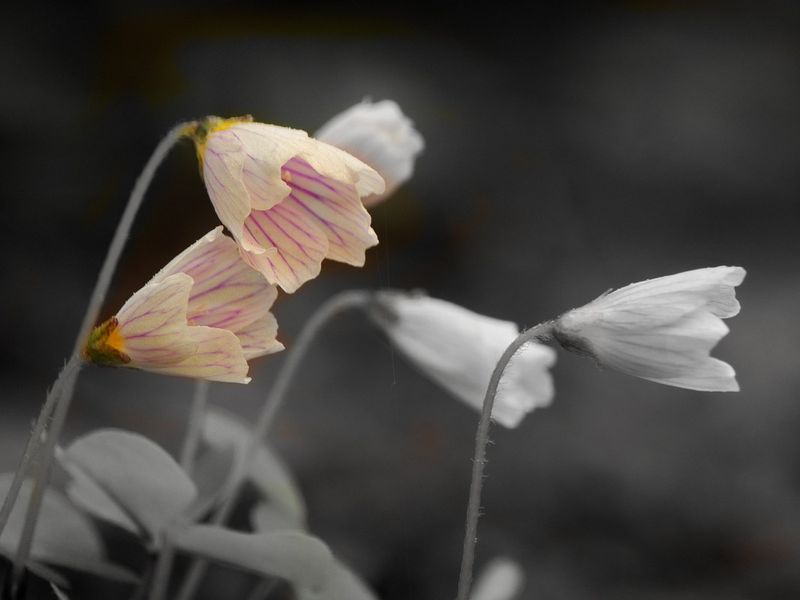 Harsyra / Oxalis acetosella L.