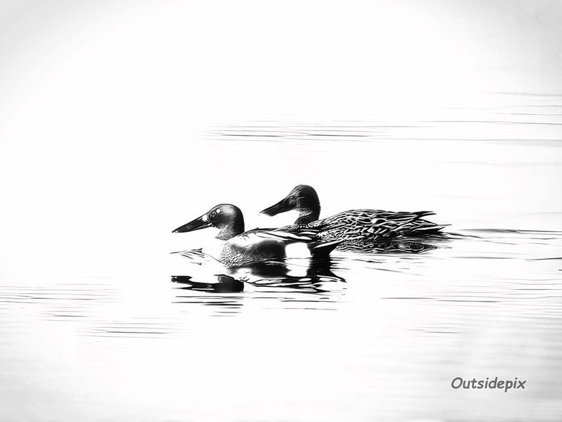Skedand, Anas clypeata, Northern Shoveler