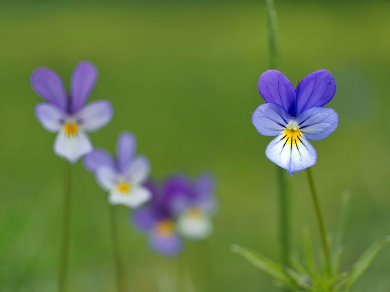 Styvmorsviol, Viola tricolor L.