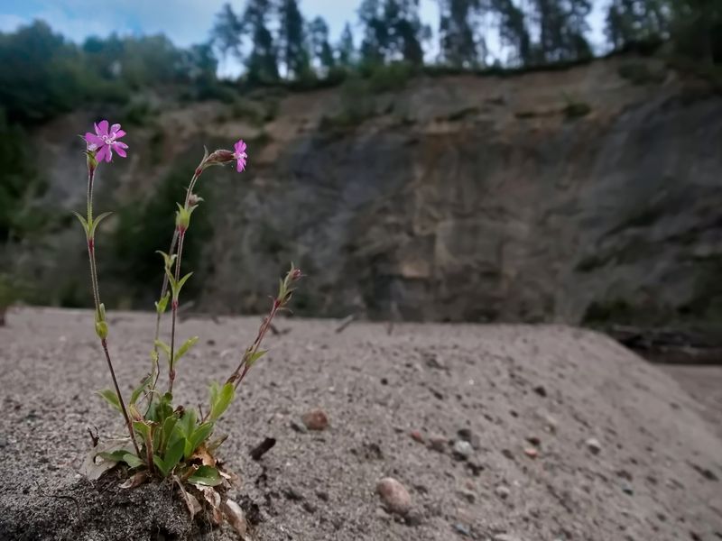Rödblära, Silene dioica