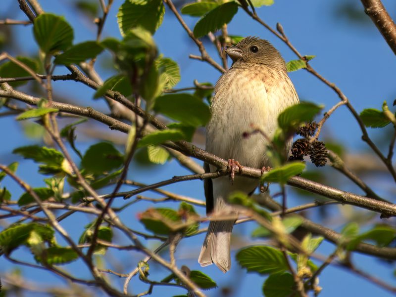 Rosenfink, Carpodacus erythrinus, common rosefinch, female