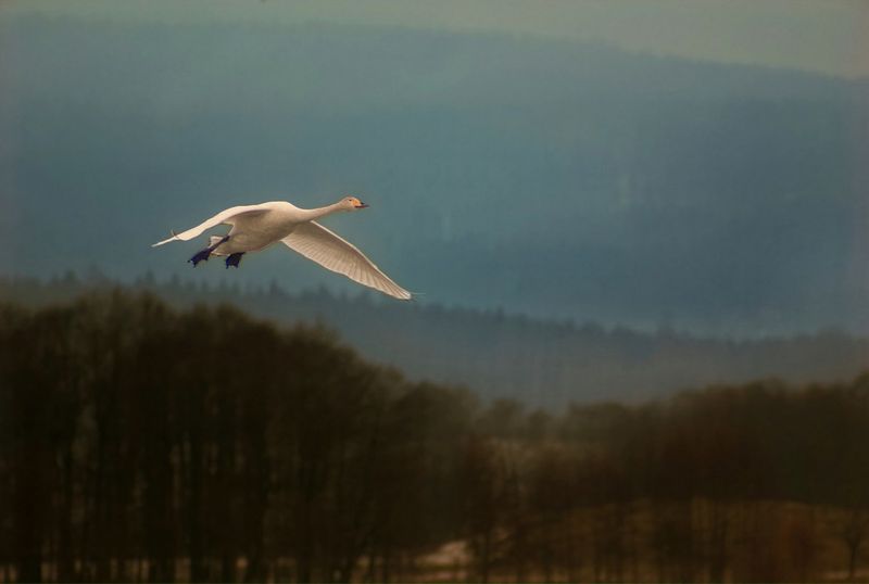 Sngsvan (Cygnus cygnus), Tysslingen, Nrke.