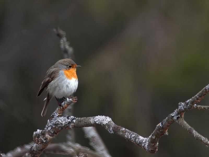 Rdhake, Erithacus rubecula, European Robin