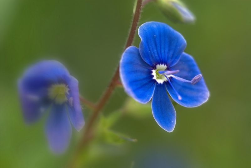 teveronika, Veronica chamaedrys, L.