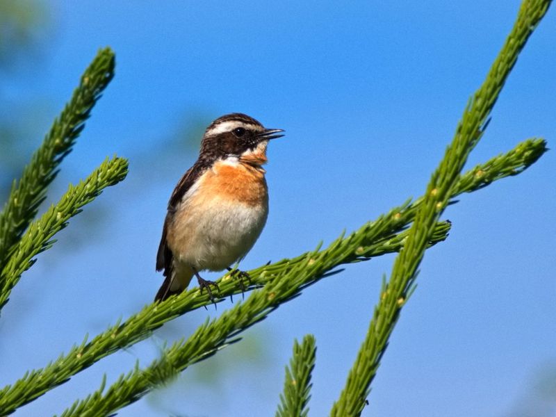Buskskvätta (Saxicola rubetra)