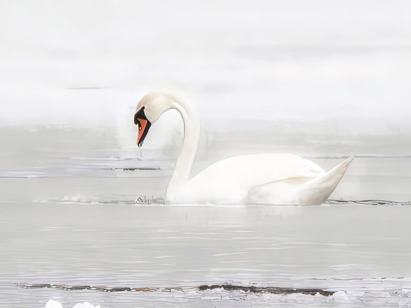 Knlsvan, Indalslvens delta