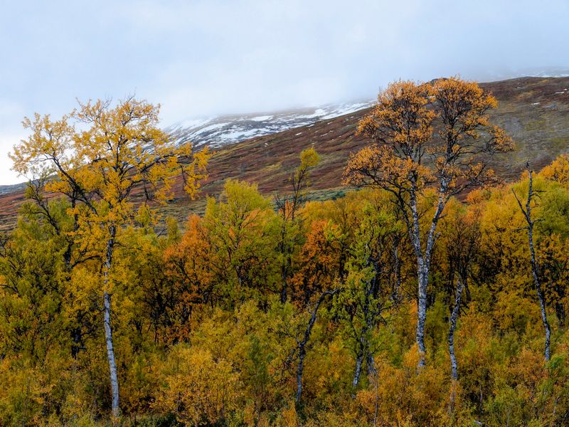 Storulvn, Jmtland, september, utsikt mot nordost!