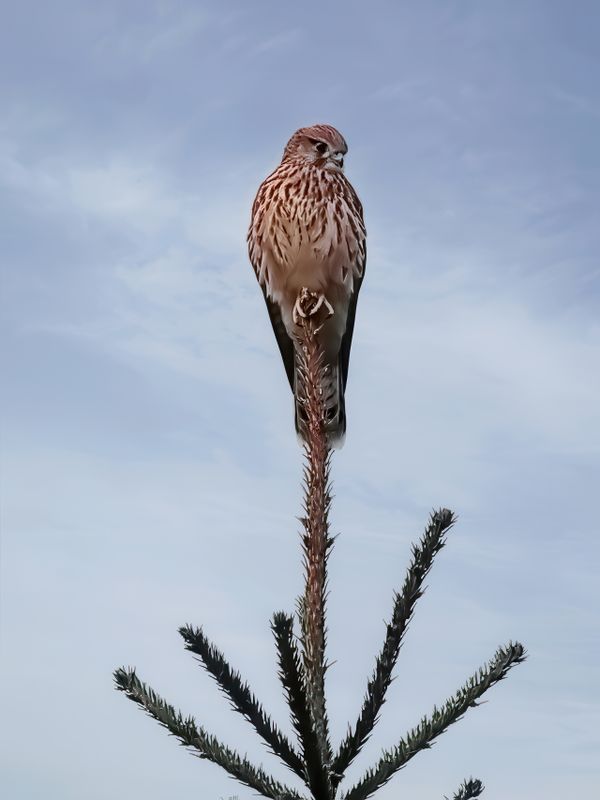 Tornfalk, (Falco tinnunculus), Indalslvens delta