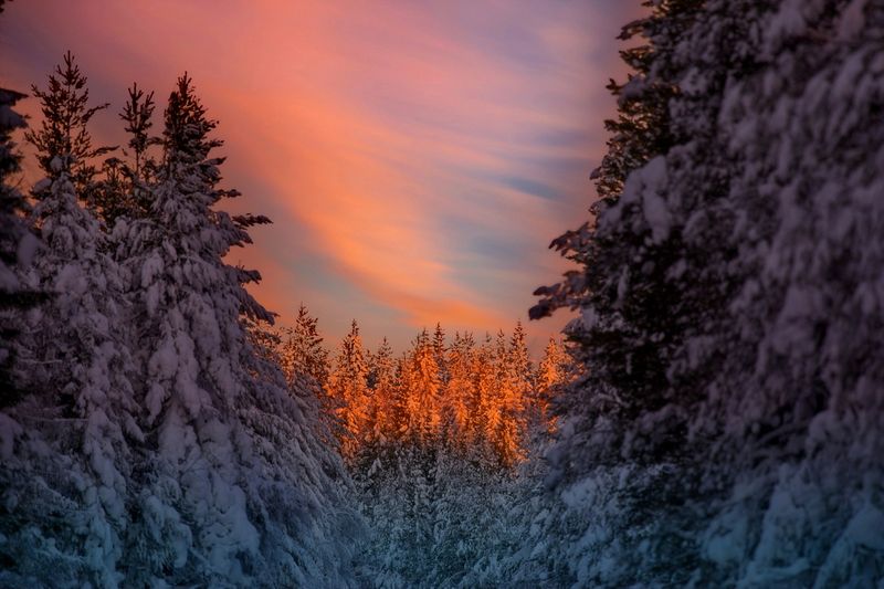 Vinterskog - Winter in the forest