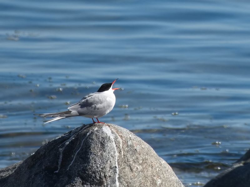 Fisktrna, Sterna Hirundo, Timr, Sweden