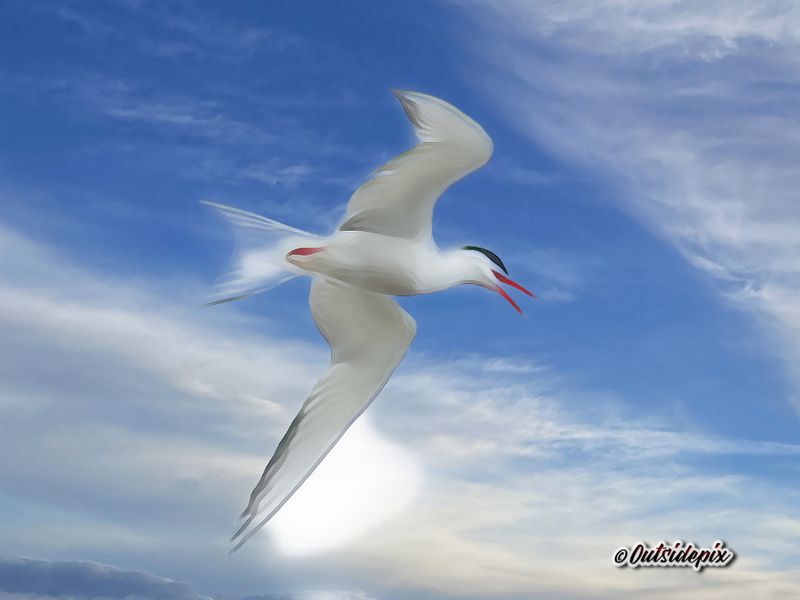 My Photo Art