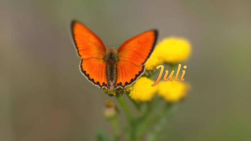 My Photo Art