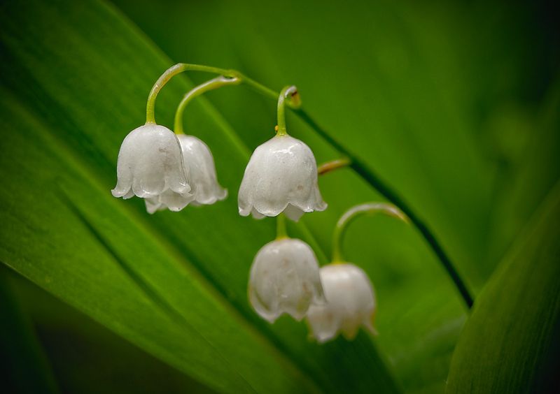 Convallaria majalis L. / Liljekonvalj