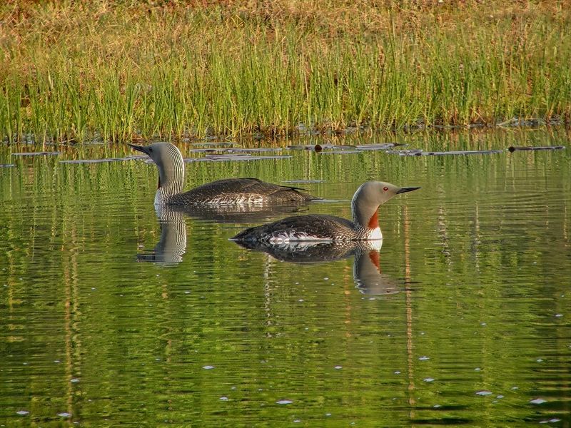Gavia stellata / Smålom