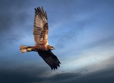 Brun krrhk, (Circus aeruginosus)